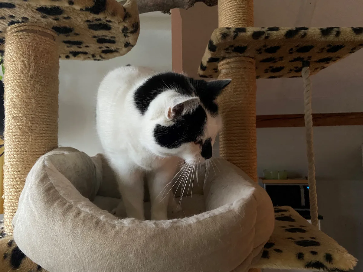 Eine schwarz-weiss gefleckte Katze steht in einer Sitzgelegenheit
